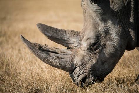 12 Animals with Epic Horns & Tusks